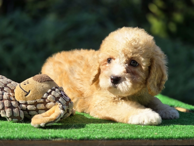 Perros Cavapoo en venta