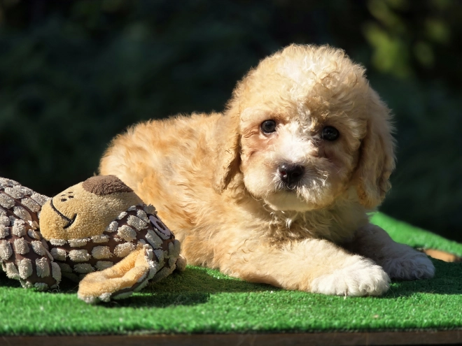 Perros Cavapoo en venta
