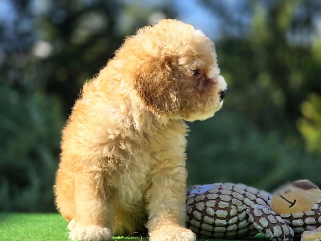 Perros Cavapoo en venta