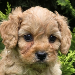 Perros Cavapoo en venta
