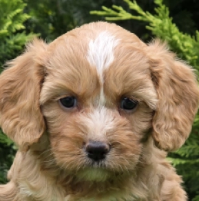 Perros Cavapoo en venta
