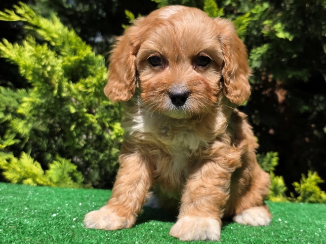 Perros Cavapoo en venta