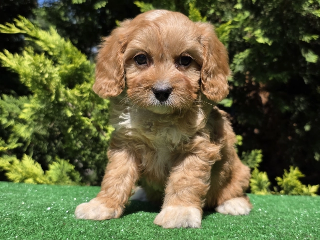 Perros Cavapoo en venta