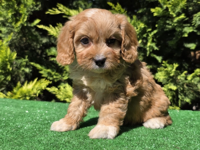 Perros Cavapoo en venta