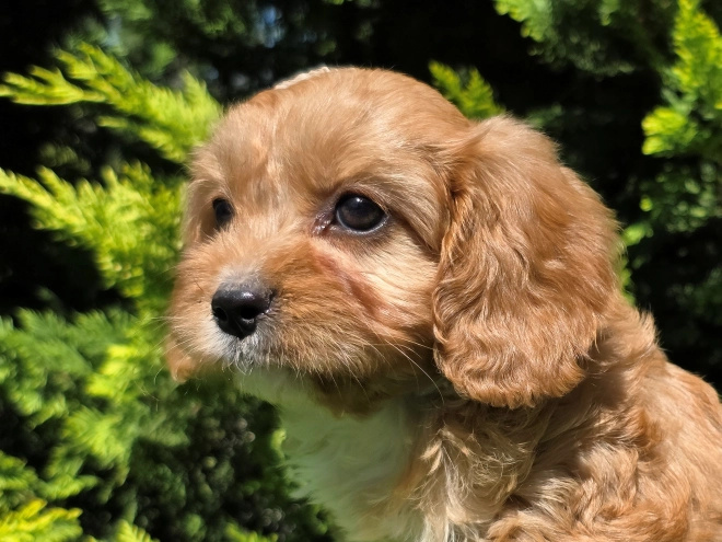 Perros Cavapoo en venta