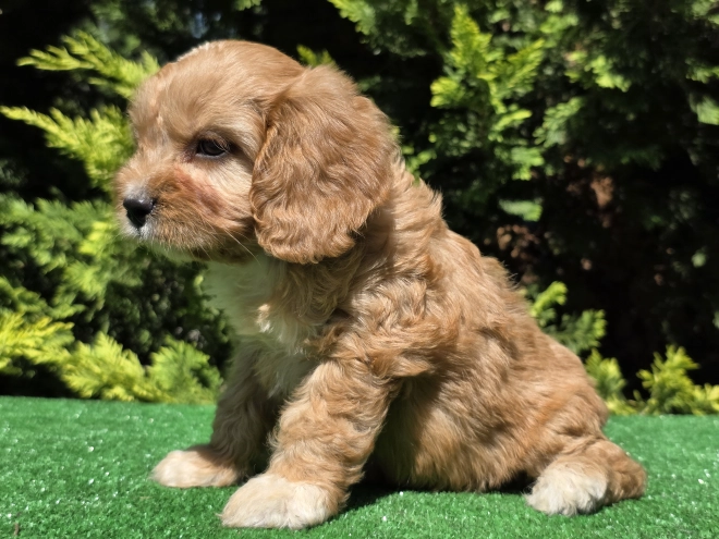Perros Cavapoo en venta