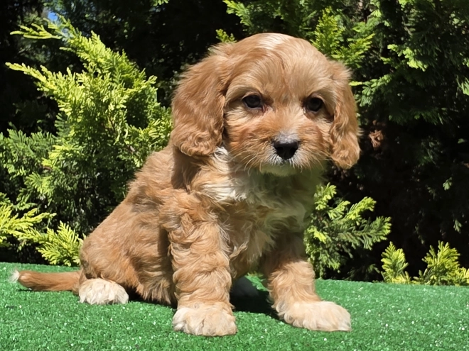Perros Cavapoo en venta