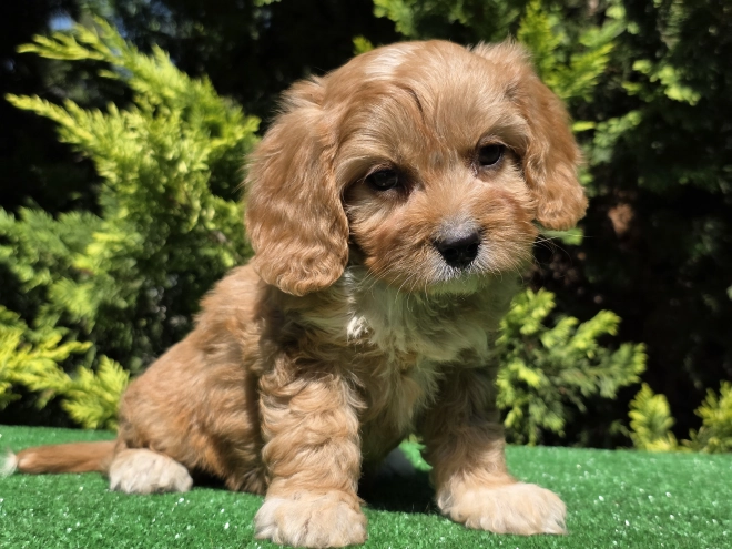 Perros Cavapoo en venta