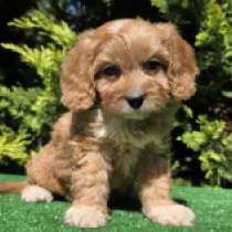 Serena – F1, golden Cavapoo Welpen kaufen