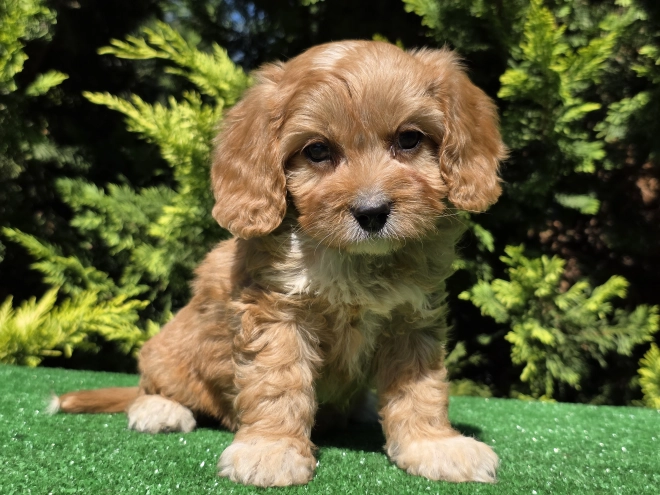 Perros Cavapoo en venta