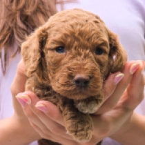 Curly Bob – F1b, golden Cavapoo en venta