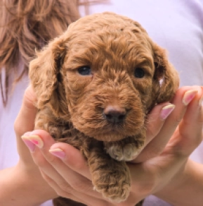 Cavapoo puppy for sale