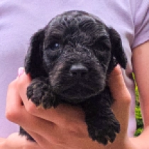 Bumba – F1b, black with markings Cavapoo en venta