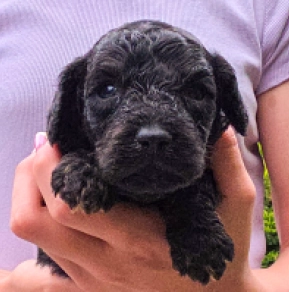 Cavapoo Welpe kaufen