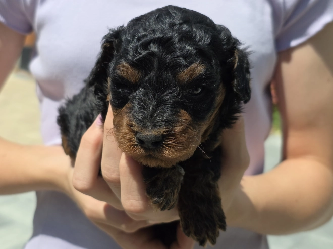 Cavapoo puppy for sale