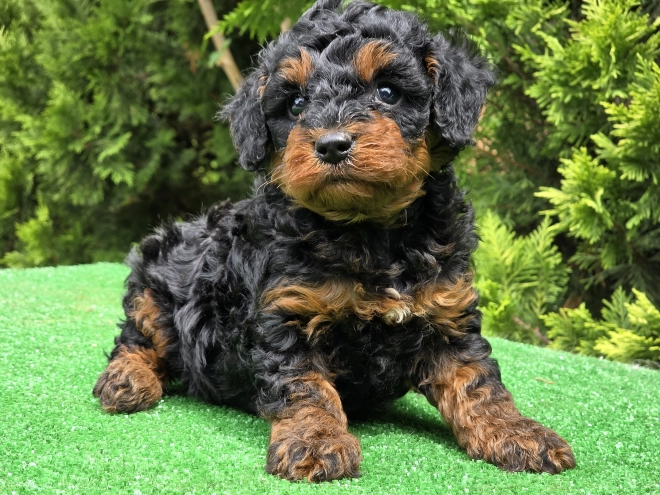 Cavapoo puppy for sale
