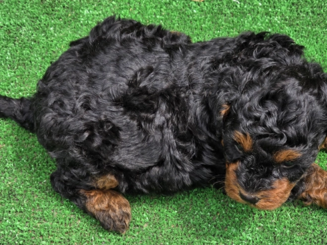 Cavapoo puppy for sale
