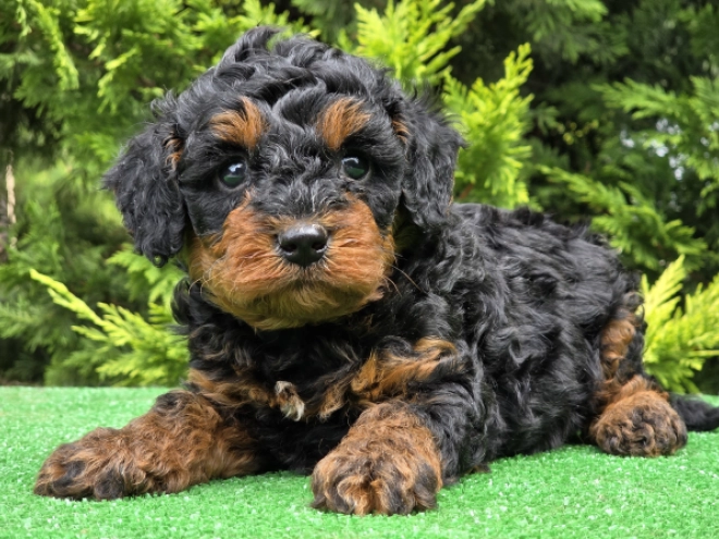 Cavapoo puppy for sale