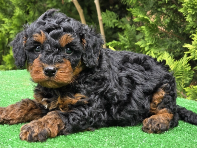 Cavapoo puppy for sale