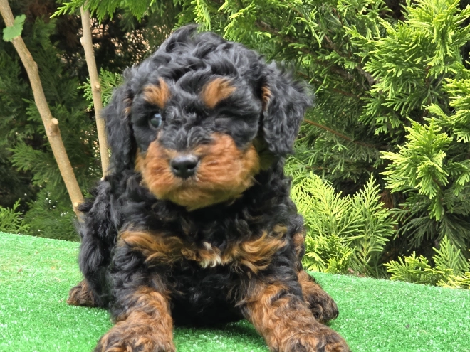 Cavapoo puppy for sale