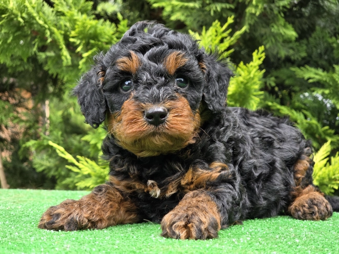 Cavapoo puppy for sale