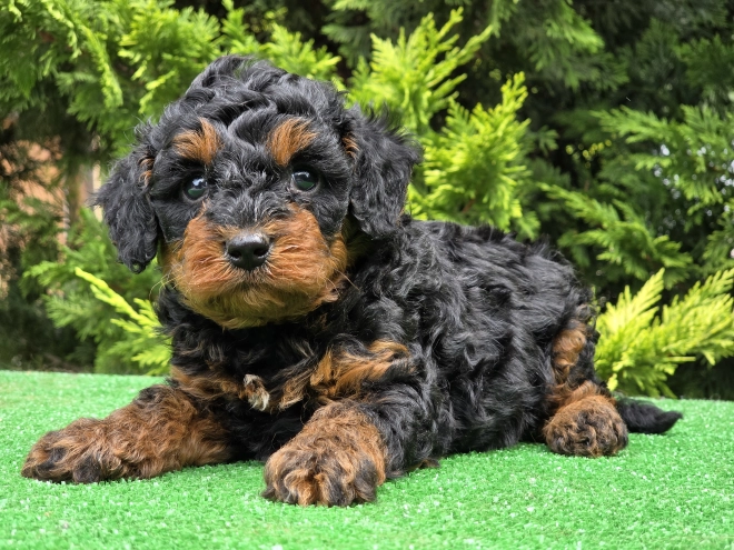 Cavapoo puppy for sale