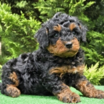 Brutus – F1b, black and tan Cavapoo en venta