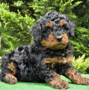 Perros Cavapoo en venta