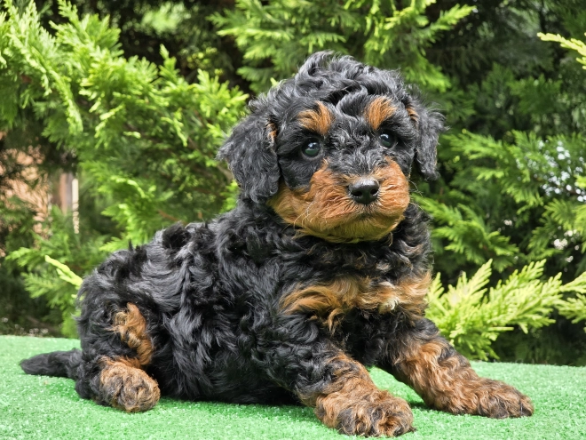 Cavapoo puppy for sale