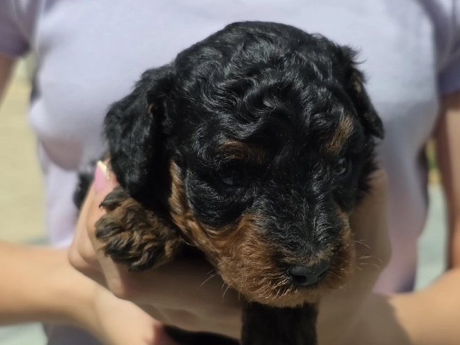 Cavapoo puppy for sale