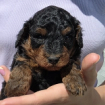 Brutus – F1b, black and tan Cavapoo en venta