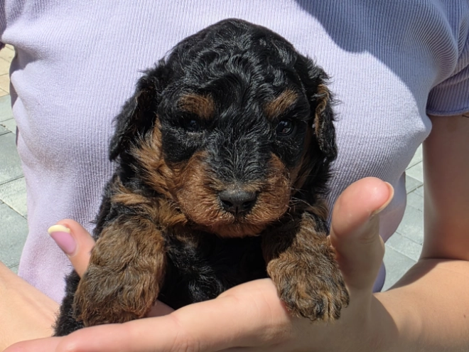 Cavapoo puppy for sale