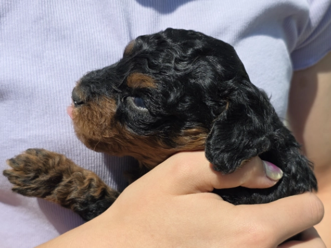 Cavapoo puppy for sale