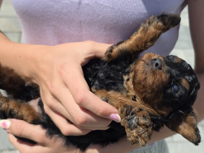 Cavapoo puppy for sale