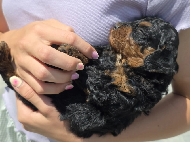 Cavapoo puppy for sale
