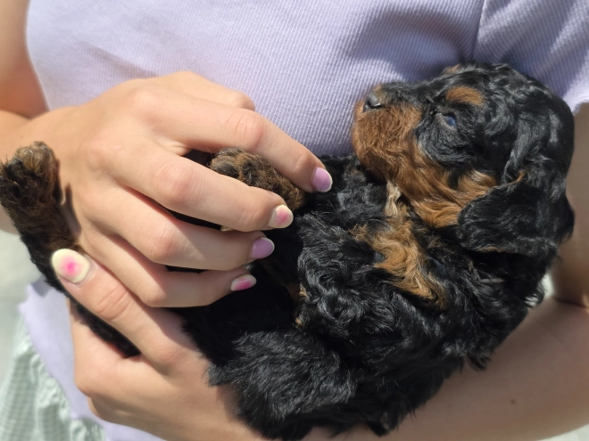Cavapoo puppy for sale