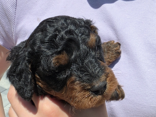 Cavapoo puppy for sale