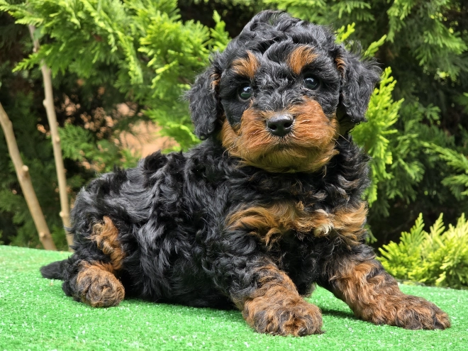 Cavapoo puppy for sale