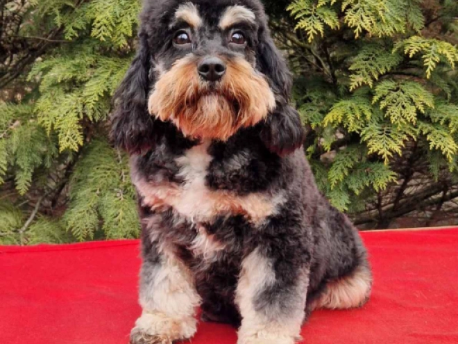 Cavapoo puppy for sale