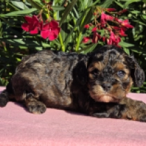 Johanna – F1, sable Cavapoo Welpen kaufen
