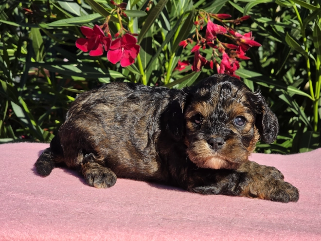 Cavapoo puppy for sale