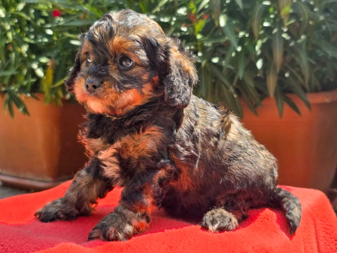 Cavapoo Welpe kaufen