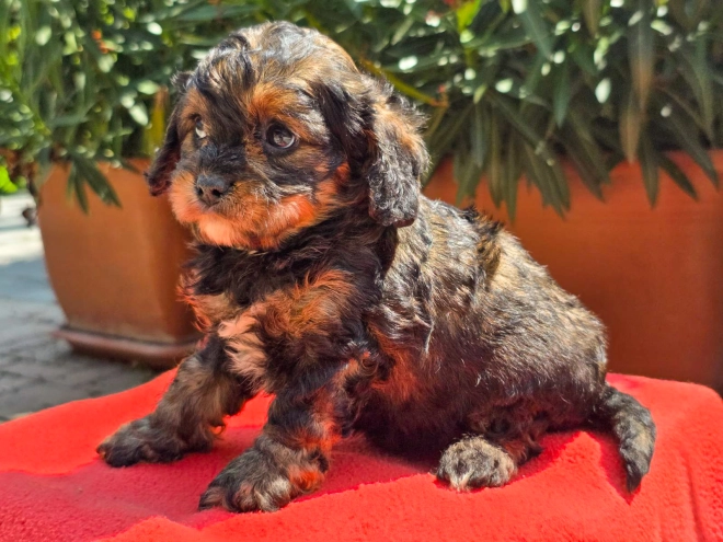Cavapoo Welpe kaufen
