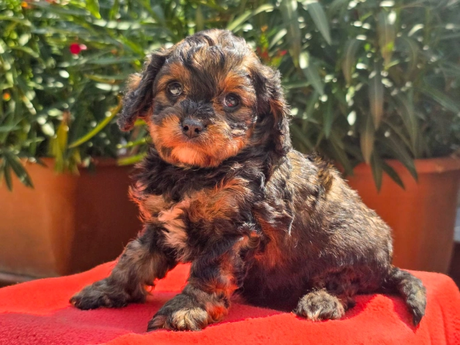 Cavapoo Welpe kaufen