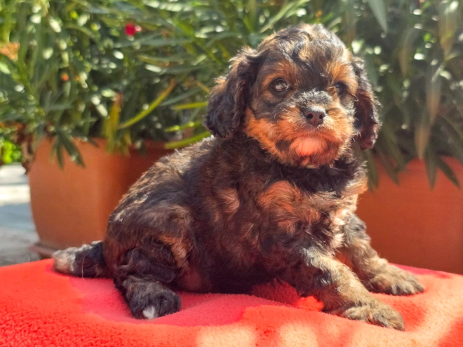 Cavapoo Welpe kaufen