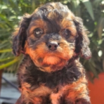 Johanna – F1, sable Cavapoo en venta