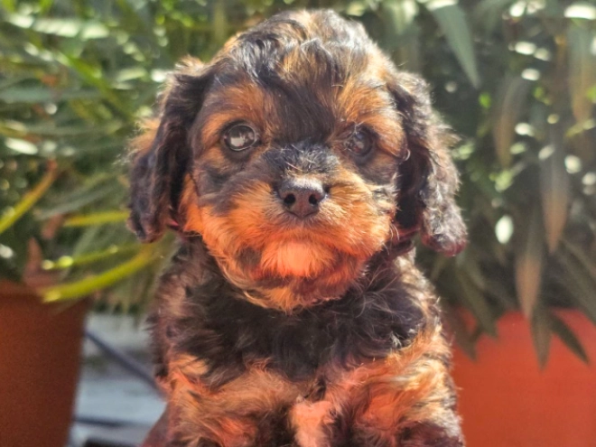 Cavapoo Welpe kaufen