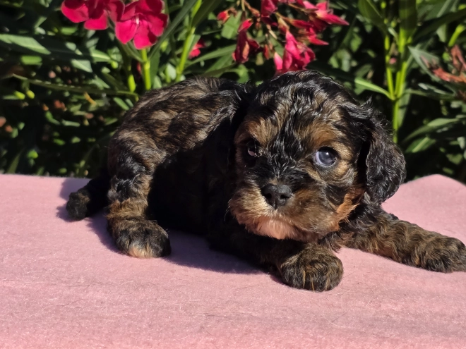 Cavapoo puppy for sale