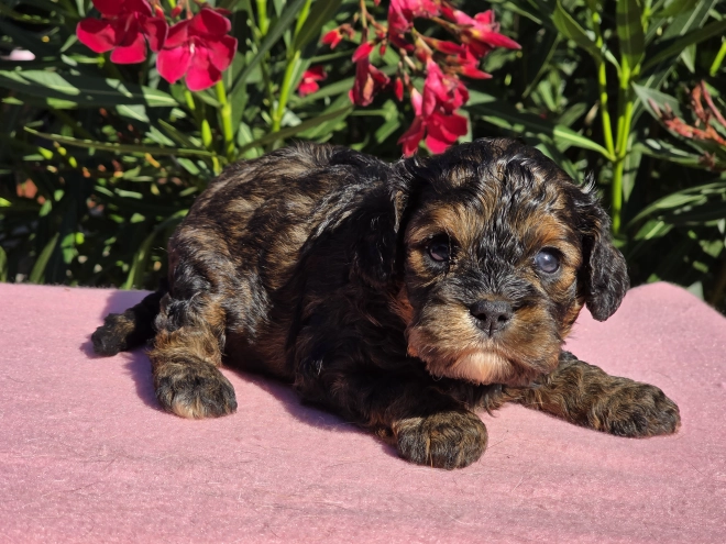 Cavapoo puppy for sale