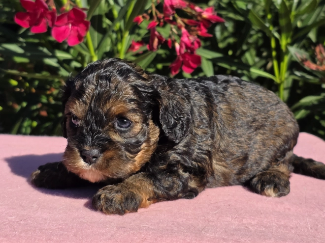 Cavapoo puppy for sale